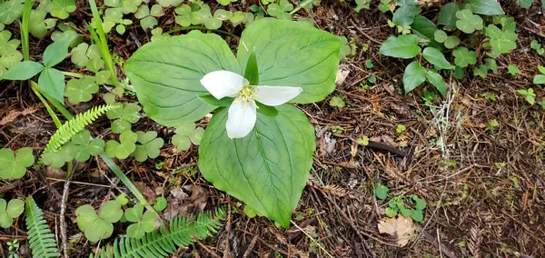 flowering3-leaf-plant.webp